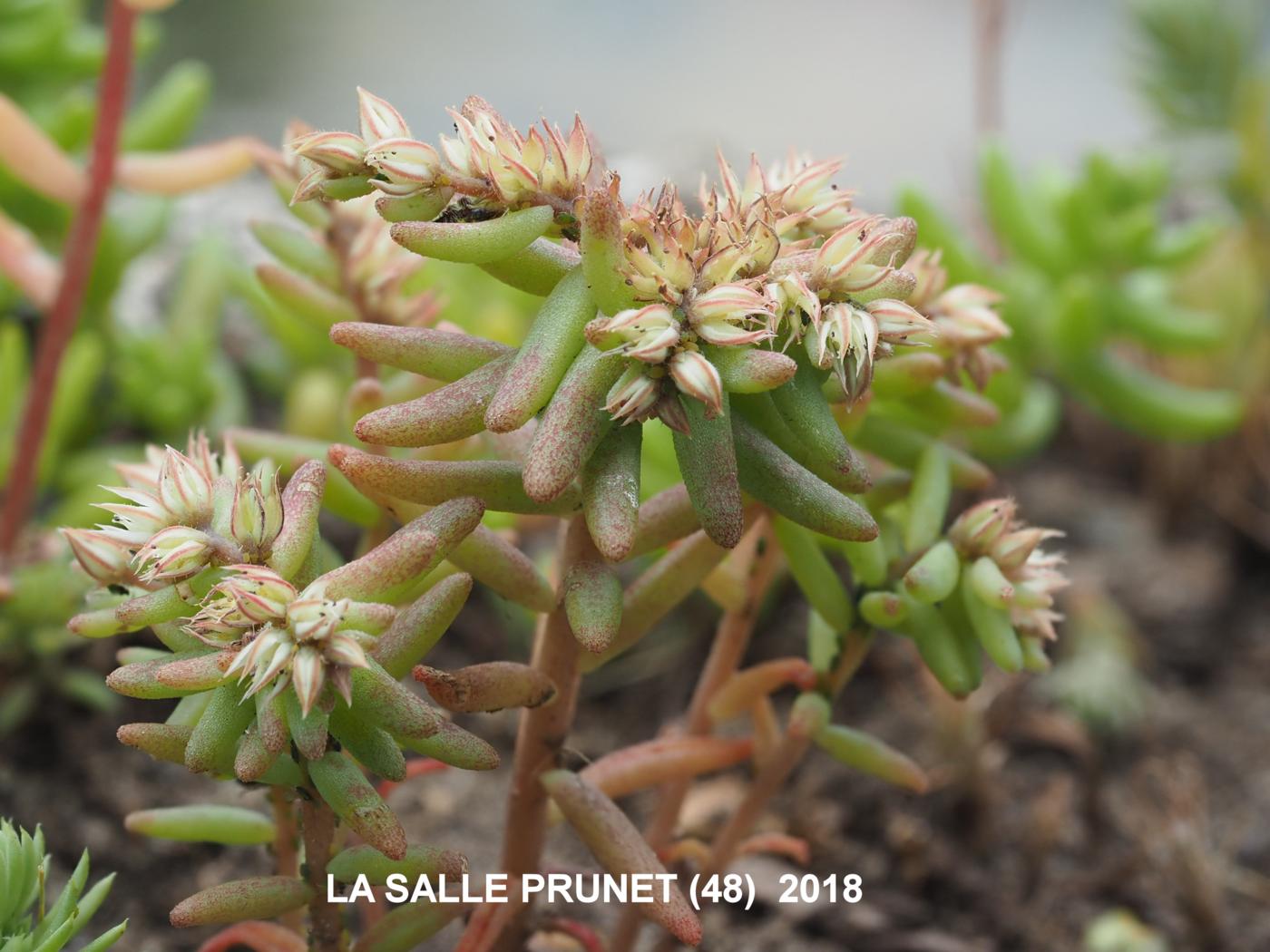 Stonecrop, Red leaf